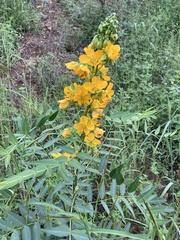 Senna hirsuta