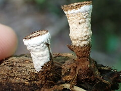 Trichoderma latizonatum