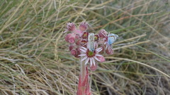 Sempervivum arachnoideum