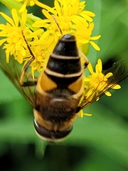 Eristalis pertinax