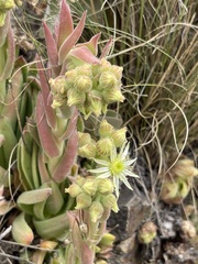 Sempervivum transcaucasicum