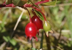 Vaccinium dentatum