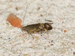 Anacampsis