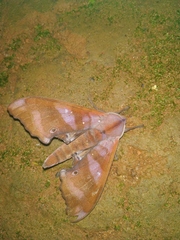 Marumba nympha