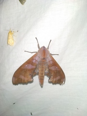 Marumba nympha