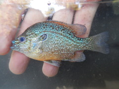 Lepomis marginatus
