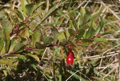 Vaccinium dentatum