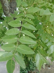 Styphnolobium