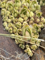 Sempervivum transcaucasicum