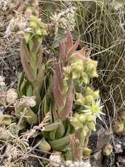 Sempervivum transcaucasicum