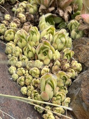 Sempervivum transcaucasicum