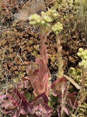 Sempervivum transcaucasicum
