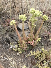 Sempervivum transcaucasicum