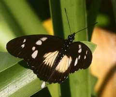 Pseudacraea lucretia