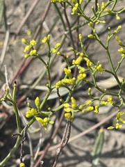 Eriogonum brevicaule