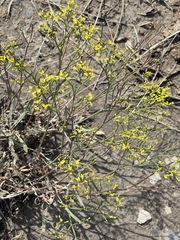 Eriogonum brevicaule