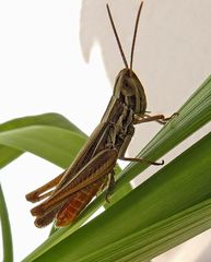 Euchorthippus chopardi