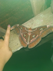 Attacus
