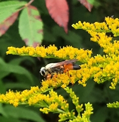 Sphex ichneumoneus