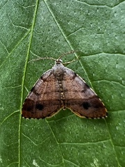 Mellilla xanthometata