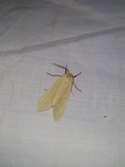 Pareuchaetes pseudoinsulata