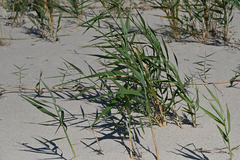 Phragmites australis