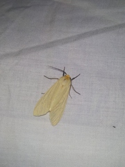 Pareuchaetes pseudoinsulata