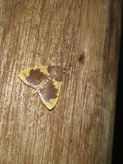 Rehimena phrynealis