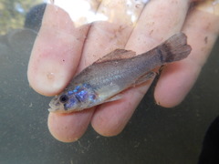 Aphredoderus sayanus