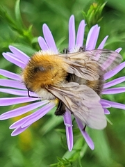 Bombus pascuorum