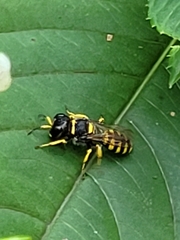 Ectemnius