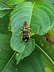 Ectemnius