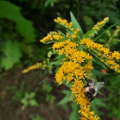 Bombus impatiens