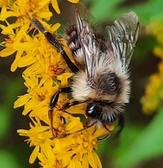Bombus impatiens