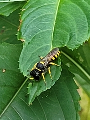 Ectemnius