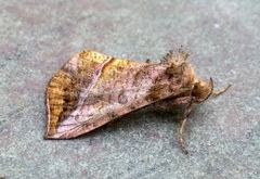 Pseudeva purpurigera