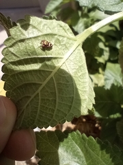 Salticinae