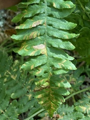 Uredinopsis pteridis