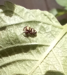 Salticinae