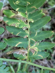 Uredinopsis pteridis