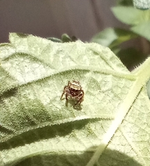 Salticinae