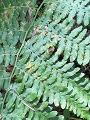 Uredinopsis pteridis