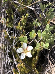 Geranium cuneatum