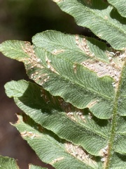 Uredinopsis pteridis