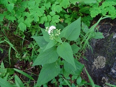 Ageratina altissima altissima