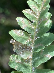 Uredinopsis pteridis