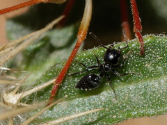 Crematogaster