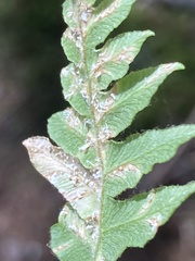 Uredinopsis pteridis