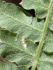 Uredinopsis pteridis