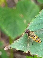 Episyrphus balteatus